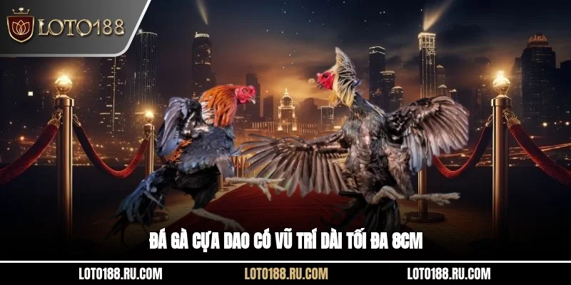 Đá gà cựa dao có vũ trí dài tối đa 8cm