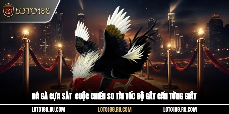 Đá gà cựa sắt